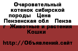 Очаровательный котенок сибирской породы › Цена ­ 200 - Пензенская обл., Пенза г. Животные и растения » Кошки   